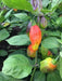 Venezuelan Tiger ,Hot Pepper seeds, (Capsicum chinense) very hot - Caribbean garden seed