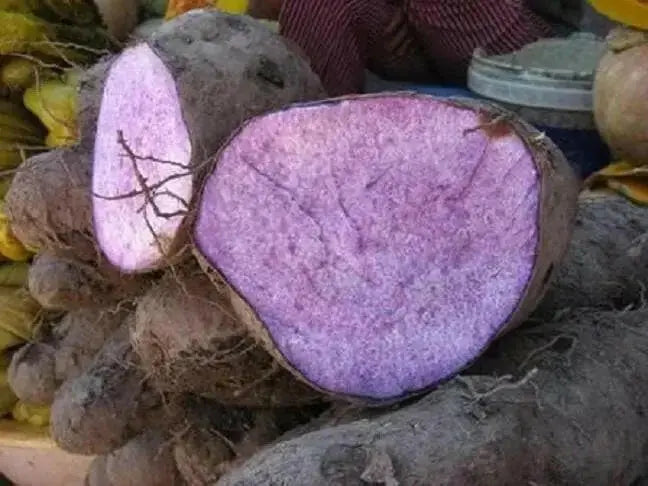UBE Filipino Purple yam, JAMAICAN MOONSHINE,YAM ,Indian Ratalu - Caribbean garden seed