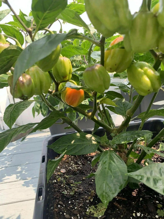Venezuelan Tiger ,Hot Pepper seeds, (Capsicum chinense) very hot - Caribbean garden seed