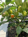 Venezuelan Tiger ,Hot Pepper seeds, (Capsicum chinense) very hot - Caribbean garden seed