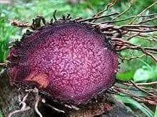 UBE Filipino Purple yam, JAMAICAN MOONSHINE,YAM ,Indian Ratalu - Caribbean garden seed