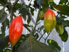 Venezuelan Tiger ,Hot Pepper seeds, (Capsicum chinense) very hot - Caribbean garden seed