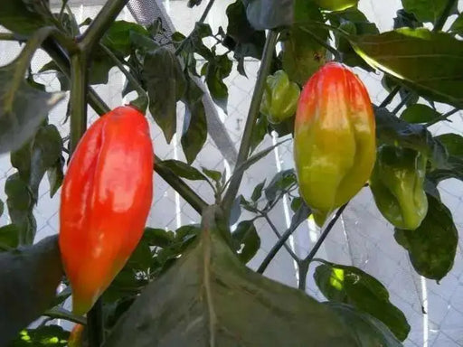 Venezuelan Tiger ,Hot Pepper seeds, (Capsicum chinense) very hot - Caribbean garden seed