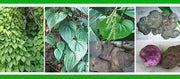 UBE Filipino Purple yam, JAMAICAN MOONSHINE,YAM ,Indian Ratalu - Caribbean garden seed