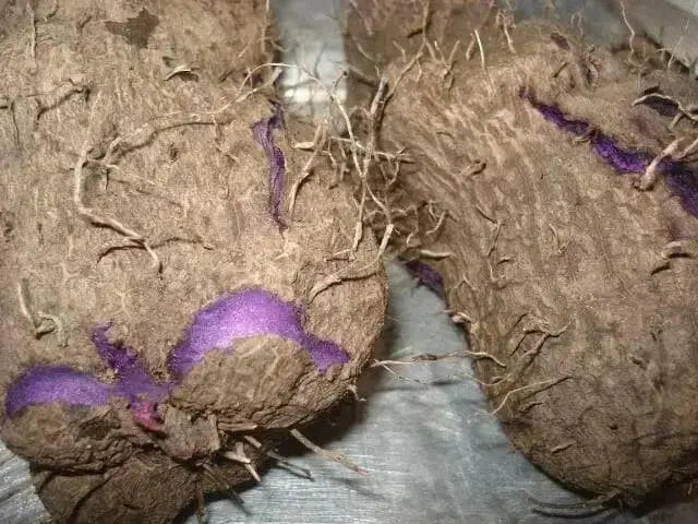 UBE Filipino Purple yam, JAMAICAN MOONSHINE,YAM ,Indian Ratalu - Caribbean garden seed
