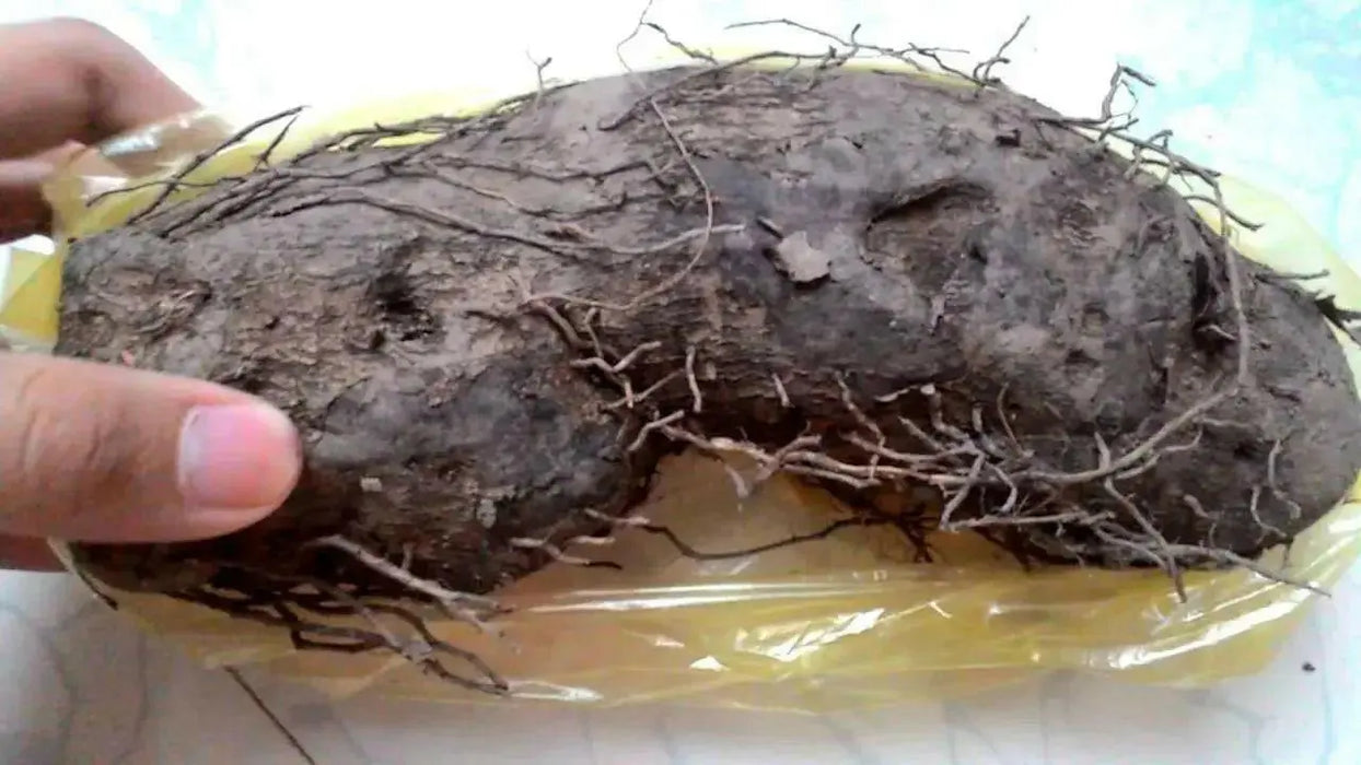 UBE Filipino Purple yam, JAMAICAN MOONSHINE,YAM ,Indian Ratalu - Caribbean garden seed