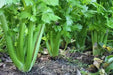 Utah Celery , No GMOs , VEGETABLEB SEEDS ! - Caribbean garden seed