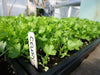 Utah Celery , No GMOs , VEGETABLEB SEEDS ! - Caribbean garden seed