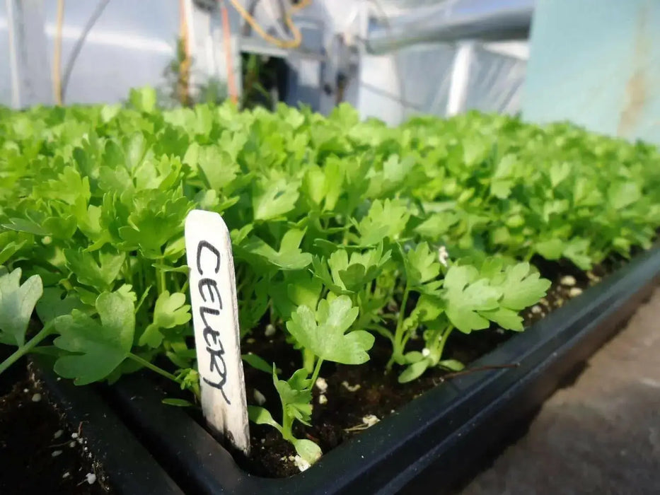 Utah Celery , No GMOs , VEGETABLEB SEEDS ! - Caribbean garden seed