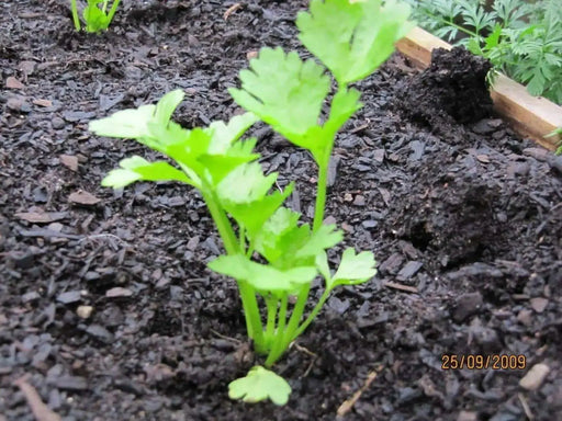 Utah Celery , No GMOs , VEGETABLEB SEEDS ! - Caribbean garden seed