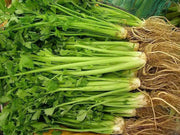 Utah Celery , No GMOs , VEGETABLEB SEEDS ! - Caribbean garden seed