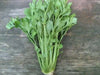 Utah Celery , No GMOs , VEGETABLEB SEEDS ! - Caribbean garden seed