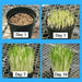 Variegated Cat Grass  seeds, A real treat for your feline companion - Caribbean garden seed