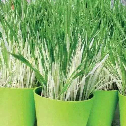 Variegated Cat Grass  seeds, A real treat for your feline companion - Caribbean garden seed