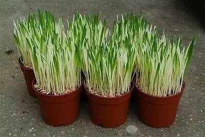 Variegated Cat Grass  seeds, A real treat for your feline companion - Caribbean garden seed