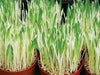 Variegated Cat Grass  seeds, A real treat for your feline companion - Caribbean garden seed