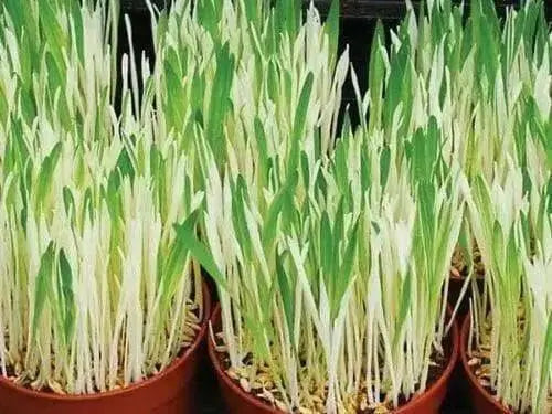 Variegated Cat Grass  seeds, A real treat for your feline companion - Caribbean garden seed