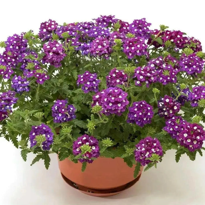 Verbena Cascade Purple Shades With Eye' ( 10  seeds ) GREAT IN CONTAINERS ! - Caribbean garden seed
