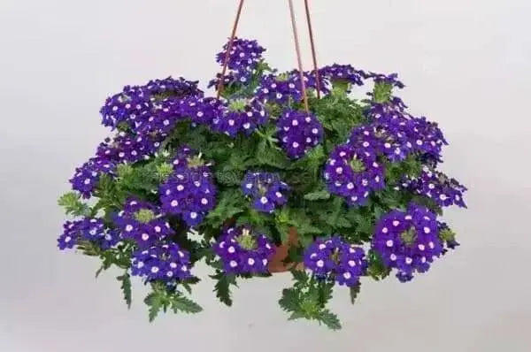 Verbena Cascade Purple Shades With Eye' ( 10  seeds ) GREAT IN CONTAINERS ! - Caribbean garden seed