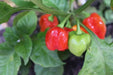 VANERO HOT Pepper Seeds, Capsicum chinense - Caribbean garden seed