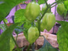 VANERO HOT Pepper Seeds, Capsicum chinense - Caribbean garden seed
