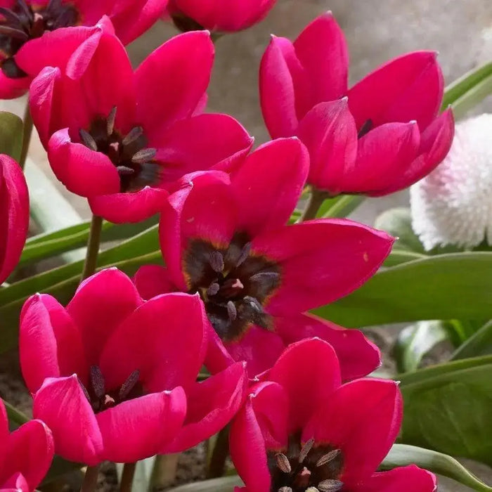 Tulipa humilis Violacea Black Base, BULBS NOW SHIPPING - Caribbean garden seed