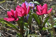 Tulipa humilis Violacea Black Base, BULBS NOW SHIPPING - Caribbean garden seed