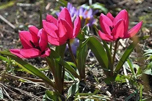 Tulipa humilis Violacea Black Base, BULBS NOW SHIPPING - Caribbean garden seed