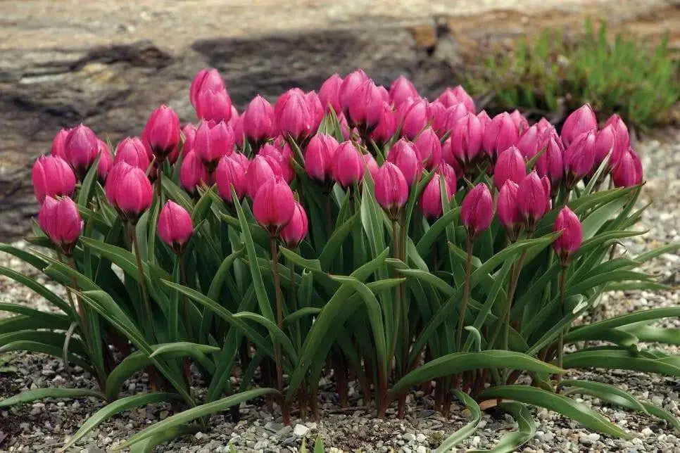 Tulipa humilis Violacea Black Base, BULBS NOW SHIPPING - Caribbean garden seed