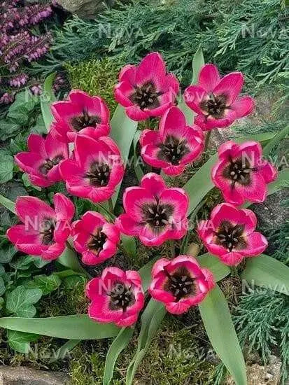 Tulipa humilis Violacea Black Base, BULBS NOW SHIPPING - Caribbean garden seed