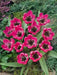 Tulipa humilis Violacea Black Base, BULBS NOW SHIPPING - Caribbean garden seed