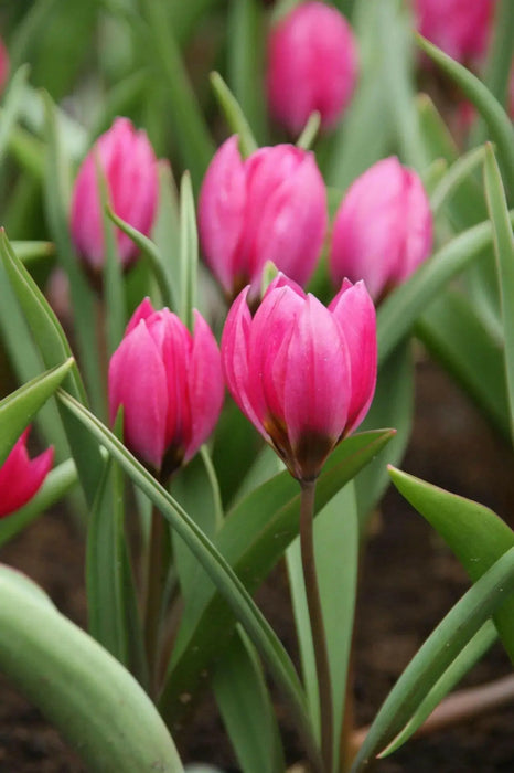 Tulipa humilis Violacea Black Base, BULBS NOW SHIPPING - Caribbean garden seed