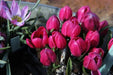 Tulipa humilis Violacea Black Base, BULBS NOW SHIPPING - Caribbean garden seed