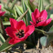 Tulipa humilis Violacea Black Base, BULBS NOW SHIPPING - Caribbean garden seed