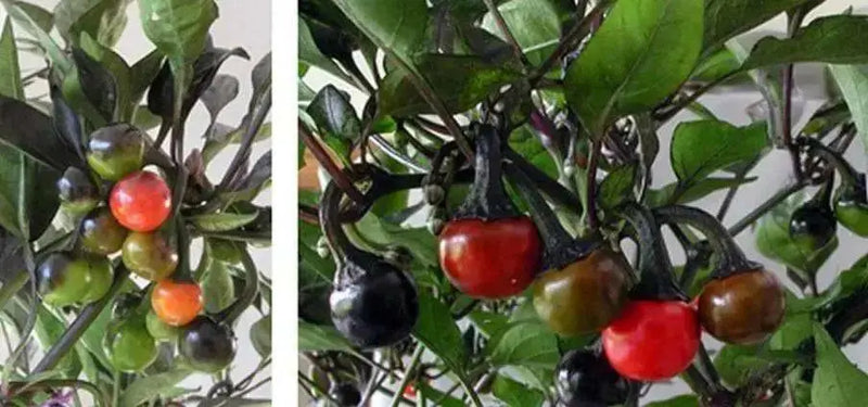 Venezuela Hot Pepper -10 Seeds, (Capsicum annuum)  Very rare ,Edible Ornamental - Caribbean garden seed