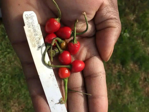 Venezuela Hot Pepper -10 Seeds, (Capsicum annuum)  Very rare ,Edible Ornamental - Caribbean garden seed