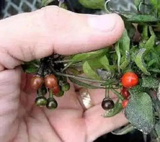 Venezuela Hot Pepper -10 Seeds, (Capsicum annuum)  Very rare ,Edible Ornamental - Caribbean garden seed