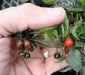 Venezuela Hot Pepper -10 Seeds, (Capsicum annuum)  Very rare ,Edible Ornamental - Caribbean garden seed
