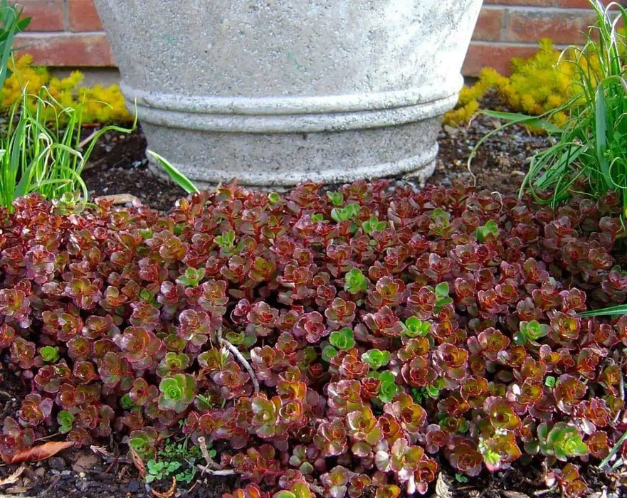 Two-row Stonecrop Seeds, Purple Carpet (Spurium Coccineum) ,SUCCULENT GROUNDCOVER - Caribbean garden seed