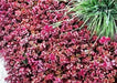 Two-row Stonecrop Seeds, Purple Carpet (Spurium Coccineum) ,SUCCULENT GROUNDCOVER - Caribbean garden seed