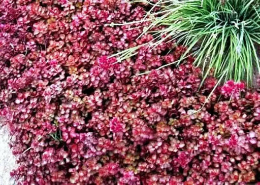 Two-row Stonecrop Seeds, Purple Carpet (Spurium Coccineum) ,SUCCULENT GROUNDCOVER - Caribbean garden seed