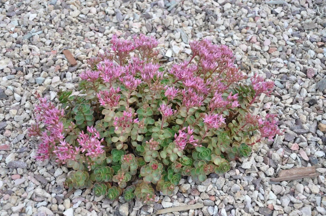Two-row Stonecrop Seeds, Purple Carpet (Spurium Coccineum) ,SUCCULENT GROUNDCOVER - Caribbean garden seed