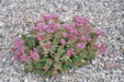 Two-row Stonecrop Seeds, Purple Carpet (Spurium Coccineum) ,SUCCULENT GROUNDCOVER - Caribbean garden seed