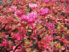 Two-row Stonecrop Seeds, Purple Carpet (Spurium Coccineum) ,SUCCULENT GROUNDCOVER - Caribbean garden seed
