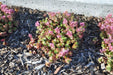 Two-row Stonecrop Seeds, Purple Carpet (Spurium Coccineum) ,SUCCULENT GROUNDCOVER - Caribbean garden seed