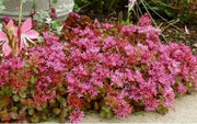 Two-row Stonecrop Seeds, Purple Carpet (Spurium Coccineum) ,SUCCULENT GROUNDCOVER - Caribbean garden seed