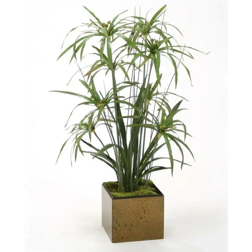 Umbrella Plant Seeds, (Cyperus Alternifolius) great tropical plant. - Caribbean garden seed