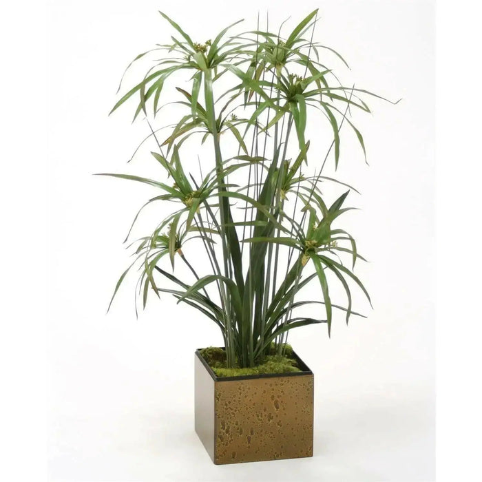 Umbrella Plant Seeds, (Cyperus Alternifolius) great tropical plant. - Caribbean garden seed