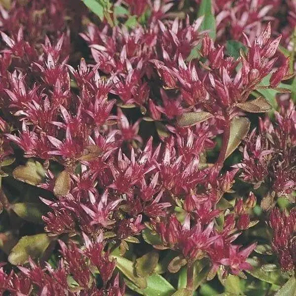 Two-row Stonecrop Seeds, Purple Carpet (Spurium Coccineum) ,SUCCULENT GROUNDCOVER - Caribbean garden seed