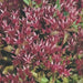 Two-row Stonecrop Seeds, Purple Carpet (Spurium Coccineum) ,SUCCULENT GROUNDCOVER - Caribbean garden seed
